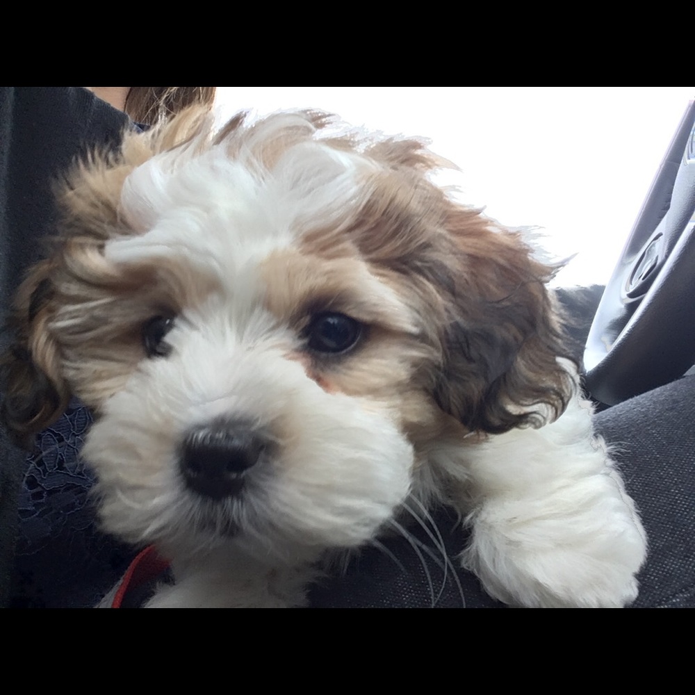 Meet your Posher, Jen